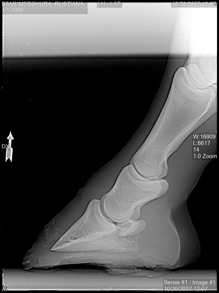 Sloughing a hoof... or not? New pics Horse Hoof HorseCity Forums